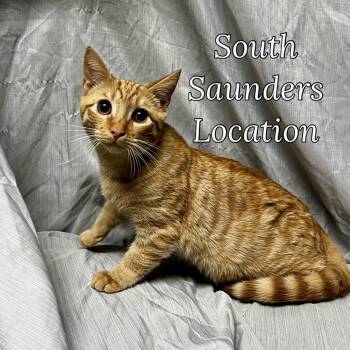 Domestic Short Hair Cats Available for Adoption - Sawyer | PetCurious