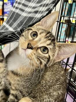 Serena MCB -  Domestic Short Hair Cat for Adoption in Schertz, Texas - Serena MCB | PetCurious