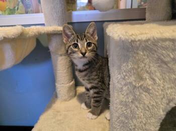 MIA -  Domestic Short Hair Cat for Adoption in Santa Clara, California - MIA | PetCurious