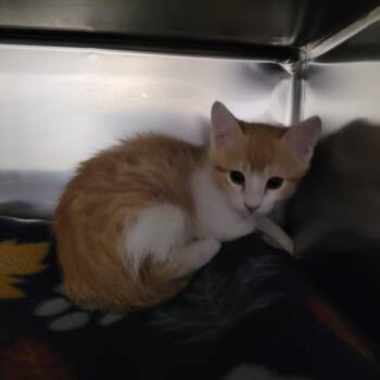 Domestic Short Hair Cats Available for Adoption - Gobo | PetCurious