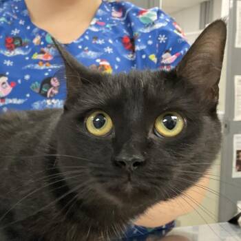 Domestic Short Hair Cats Available for Adoption in Buffalo, New York - Kawkab | PetCurious
