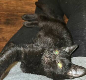 Domestic Short Hair Cats Available for Adoption - Raisin | PetCurious