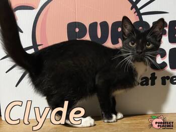 Rescue Domestic Short Hair Cats for Adoption in Douglasville, Georgia - Clyde | PetCurious