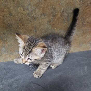 Tabby Cats Available for Adoption in Clarksville, Virginia - Alter Lilly | PetCurious