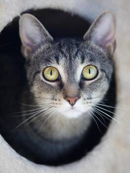 Blossom (& Marmee) -  Domestic Short Hair Cat for Adoption in Chicago, Illinois - Blossom (& Marmee) | PetCurious