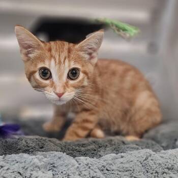 Syrax -  Domestic Short Hair Cat for Adoption in Lynchburg, Virginia - Syrax | PetCurious