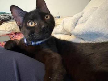 Domestic Short Hair and Bombay Cats Available for Adoption in Bowie, Maryland - Amelia | PetCurious