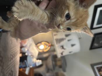 Rusty -  Domestic Short Hair Cat for Adoption in Randolph, Alabama - Rusty | PetCurious