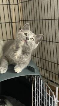 Rescue Domestic Short Hair Cats for Adoption in Cary, North Carolina - Clara V | PetCurious