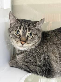 Domestic Short Hair Cats Available for Adoption - Fifi | PetCurious