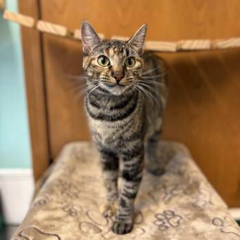 Rescue Domestic Short Hair Cats for Adoption in Fargo, North Dakota - Weatherby--In Foster | PetCurious