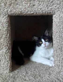 Honey -  Domestic Short Hair Cat for Adoption in Burnaby, British Columbia - Honey | PetCurious