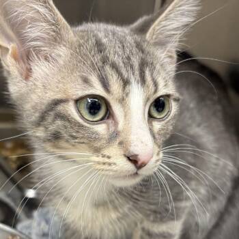 Snow Leopard -  Domestic Short Hair Cat for Adoption in Gloucester, Virginia - Snow Leopard | PetCurious
