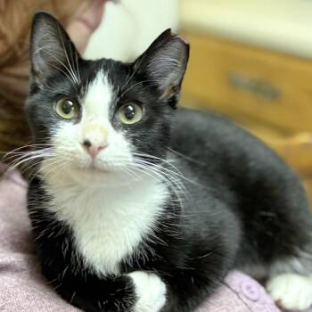 Rescue American Shorthair and Domestic Short Hair Cats for Adoption in Mauldin, South Carolina - Sergeant Yowl | PetCurious