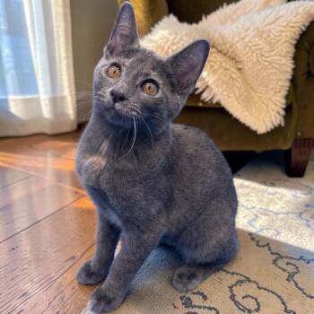 Cleo -  Manx and Domestic Short Hair Cat for Adoption in Tulsa, Oklahoma - Cleo | PetCurious