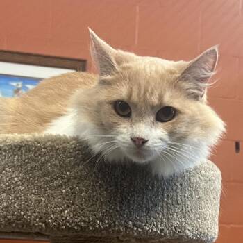 Honey -  Domestic Long Hair Cat for Adoption in Sarasota, Florida - Honey | PetCurious