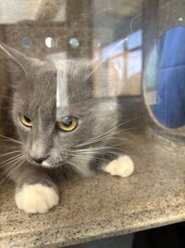 Rescue Domestic Medium Hair Cats for Adoption in Lawrenceville, Georgia - Pen 50/51 D | PetCurious