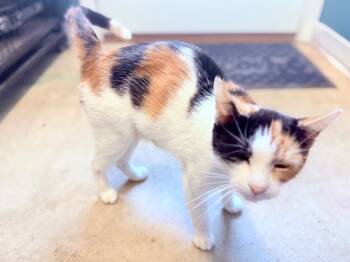 Rescue Domestic Short Hair Cats for Adoption in Algona, Iowa - Karen | PetCurious