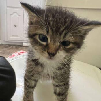 Daex -  Domestic Short Hair Cat for Adoption in Winchester, Virginia - Daex | PetCurious