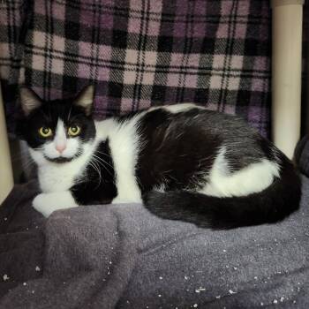 Cowbaby -  Domestic Short Hair Cat for Adoption in Walker, Michigan - Cowbaby | PetCurious