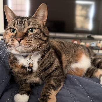 Snickerdoodle- Courtesy Post -  Domestic Short Hair Cat for Adoption in Frederick, Maryland - Snickerdoodle- Courtesy Post | PetCurious