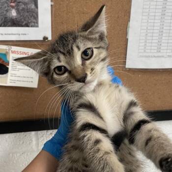 Molly (Dreams) -  Domestic Short Hair Cat for Adoption in Edinburg, Texas - Molly (Dreams) | PetCurious