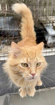 Domestic Long Hair Cats Available for Adoption - Dandelion | PetCurious