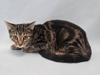 Clover -  Domestic Short Hair Cat for Adoption in Minneapolis, Minnesota - Clover | PetCurious