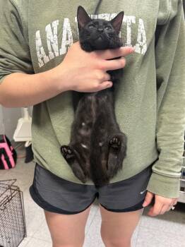 Chickasha -  Domestic Short Hair Cat for Adoption in Sorrento, Louisiana - Chickasha | PetCurious