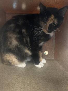 Mystic -  American Shorthair and Domestic Short Hair Cat for Adoption in North Richland Hills, Texas - Mystic | PetCurious