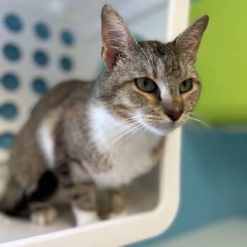 Chris -  Domestic Short Hair Cat for Adoption in Roxboro, North Carolina - Chris | PetCurious