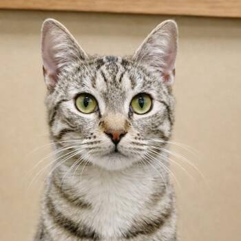 Chloe -  Domestic Short Hair Cat for Adoption in Los Angeles, California - Chloe | PetCurious