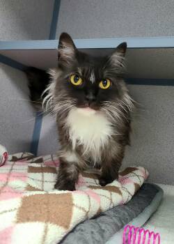 Agnes -  Domestic Medium Hair Cat Available for Adoption in Kirkland, Washington - Agnes | PetCurious