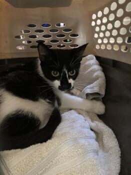 Domestic Short Hair Cats Available for Adoption in Long Beach, California - MISSY | PetCurious