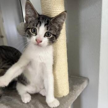 Domestic Medium Hair Cats Available for Adoption in Liverpool, Texas - Sully | PetCurious