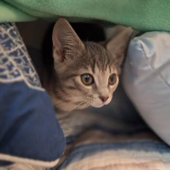 Isles -  Domestic Short Hair Cat for Adoption in Chattanooga, Tennessee - Isles | PetCurious