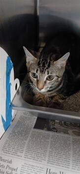Scuba Steve -  Domestic Short Hair Cat for Adoption in Largo, Florida - Scuba Steve | PetCurious
