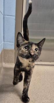 SCARY -  Domestic Short Hair Cat for Adoption in Decatur, Illinois - SCARY | PetCurious