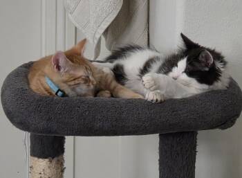 Domestic Medium Hair Cats Available for Adoption in Los Angeles, California - Han Solo & Luigi | PetCurious