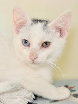 CIA -  Domestic Short Hair Cat for Adoption in Menomonie, Wisconsin - CIA | PetCurious
