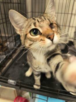Uno -  Tabby Cat for Adoption in Weaverville, California - Uno | PetCurious