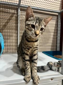 Johnny -  Domestic Short Hair Cat for Adoption in Cottonwood, Arizona - Johnny | PetCurious