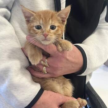 Domestic Short Hair Cats Available for Adoption - Drax | PetCurious