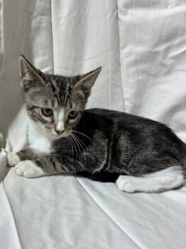 Kelso -  Domestic Medium Hair and Domestic Short Hair Cat for Adoption in New Orleans, Louisiana - Kelso | PetCurious