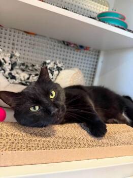 Pantera -  Domestic Short Hair Cat for Adoption in Chicago, Illinois - Pantera | PetCurious