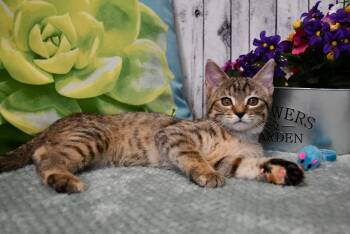 Velma -  Domestic Short Hair Cat for Adoption in Roanoke, Texas - Velma | PetCurious