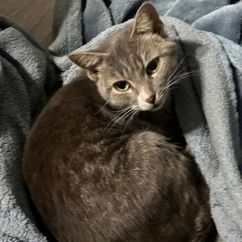 Brandy -  American Shorthair Cat for Adoption in Greensboro, North Carolina - Brandy | PetCurious