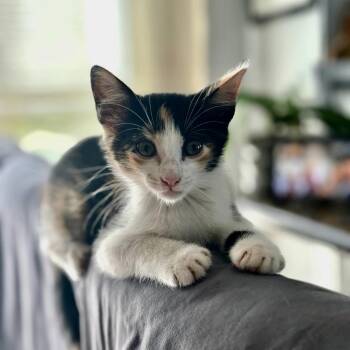 Liesel -  Calico Cat for Adoption in Alvin, Texas - Liesel | PetCurious