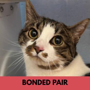 Domestic Short Hair Cats Available for Adoption in Lakewood, Colorado - Sabrina | PetCurious
