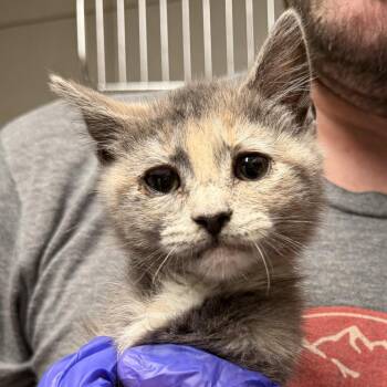 Little Star -  Domestic Short Hair Cat for Adoption in Kennebunk, Maine - Little Star | PetCurious